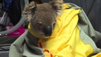 Cinco koalas rescatados fueron liberados tras los brutales incendios en Australia