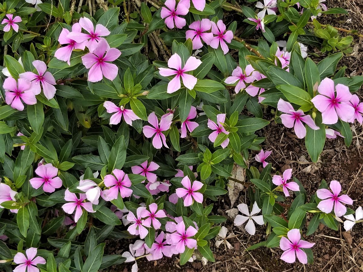 La planta crece en forma de arbusto. Imagen: Infojardín La planta crece en forma de arbusto. Imagen: Infojardín