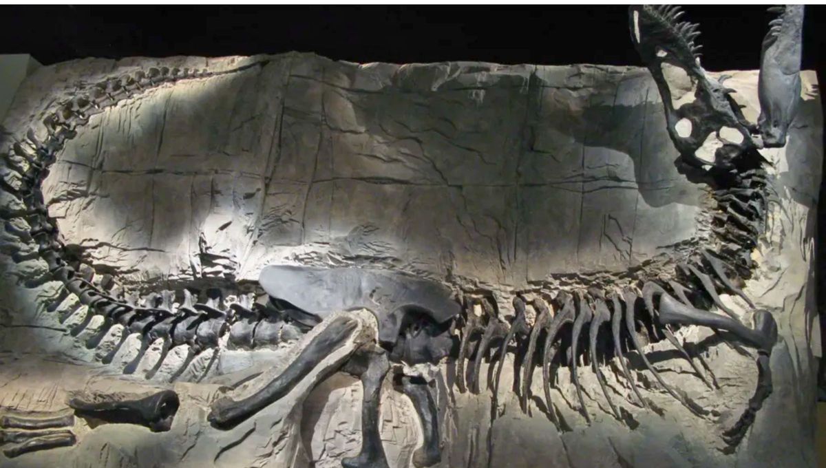 El descubrimiento de este "príncipe dragón de Mongolia", el último miembro de la familia de los tiranosaurios, arroja luz sobre los orígenes del Tyrannosaurus rex. El descubrimiento de este "príncipe dragón de Mongolia", el último miembro de la familia de los tiranosaurios, arroja luz sobre los orígenes del Tyrannosaurus rex.