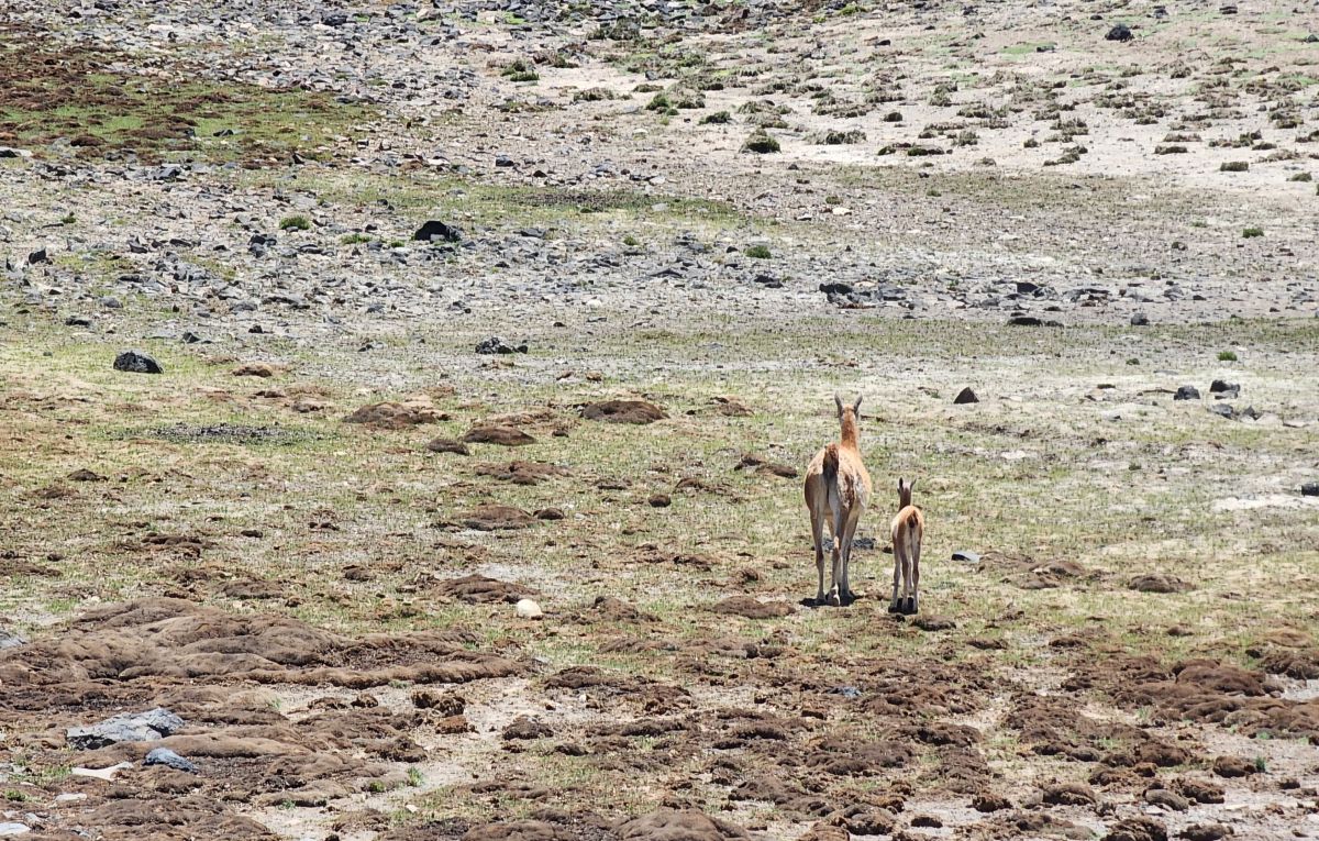 Belleza natural de flora y fauna en la reserva natural de la Laguna del Diamante. Belleza natural de flora y fauna en la reserva natural de la Laguna del Diamante.