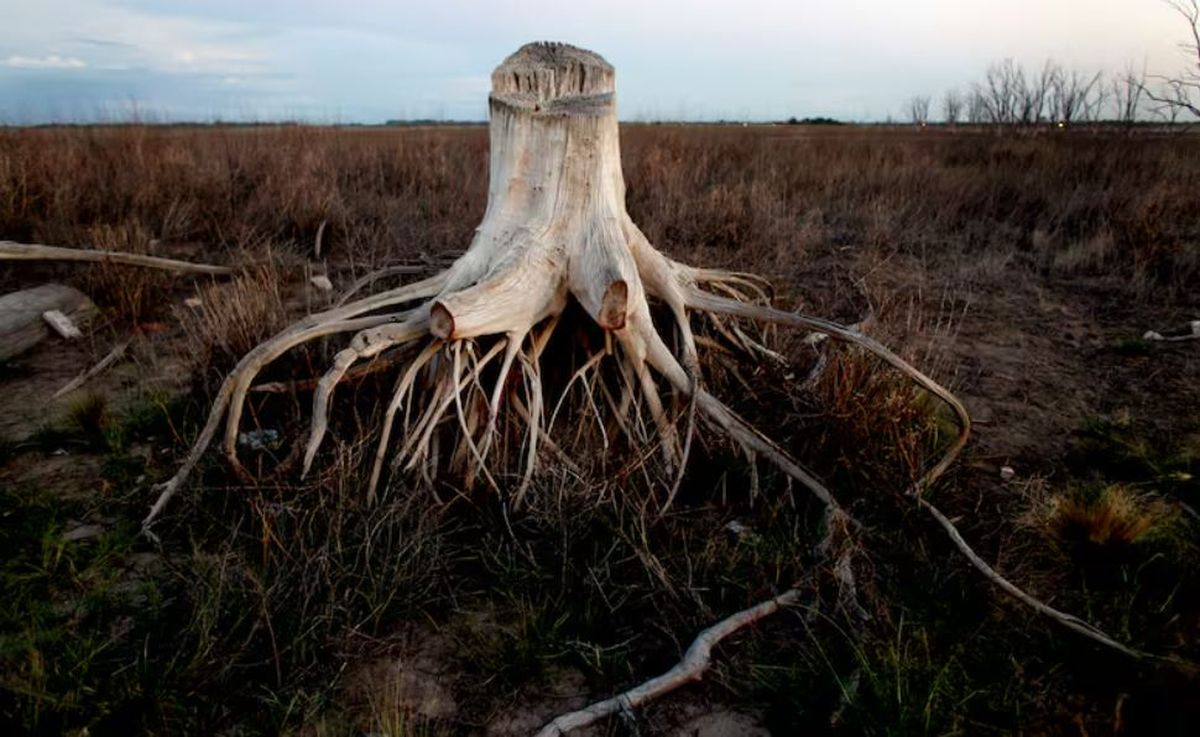 Un árbol de Epecuén que fue víctima de la tragedia. Una imagen impactante. Foto: Silvana Colombo