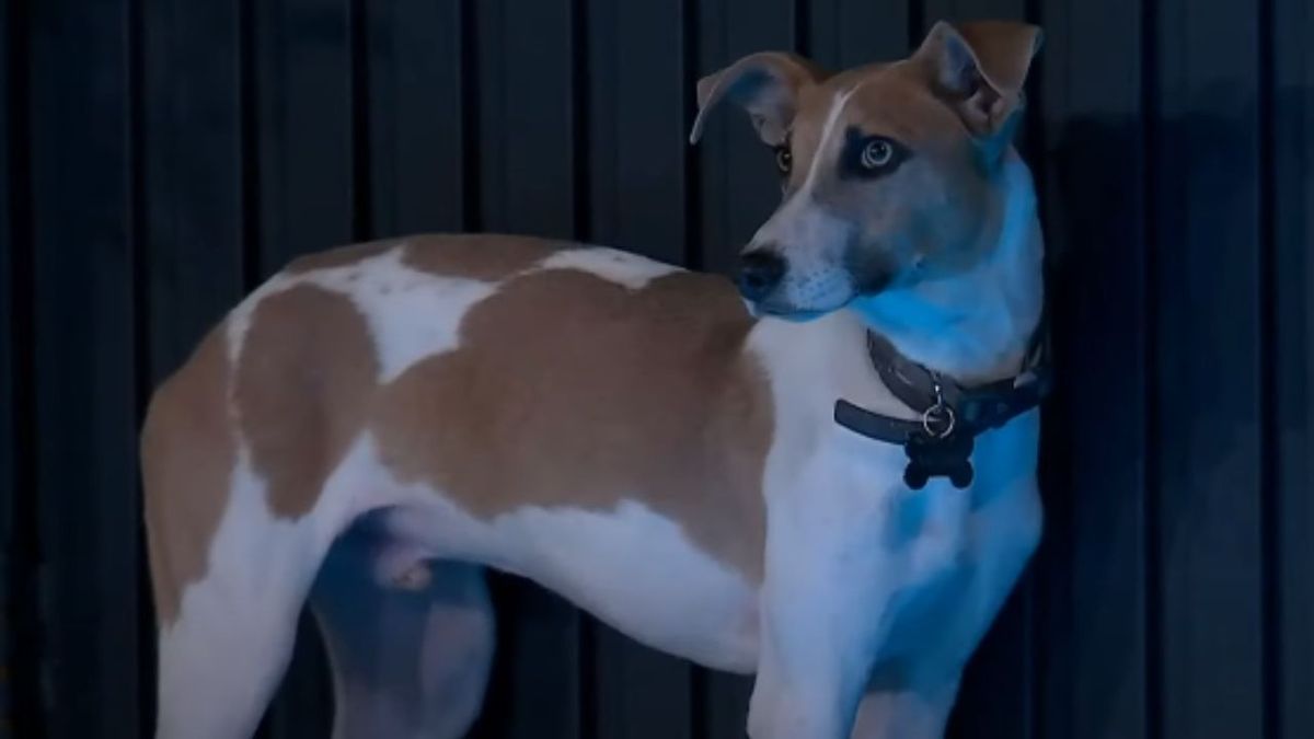 Gran Hermano: la triste y dura historia de Arturo, el perro que ingresó a la casa. Gran Hermano: la triste y dura historia de Arturo, el perro que ingresó a la casa.