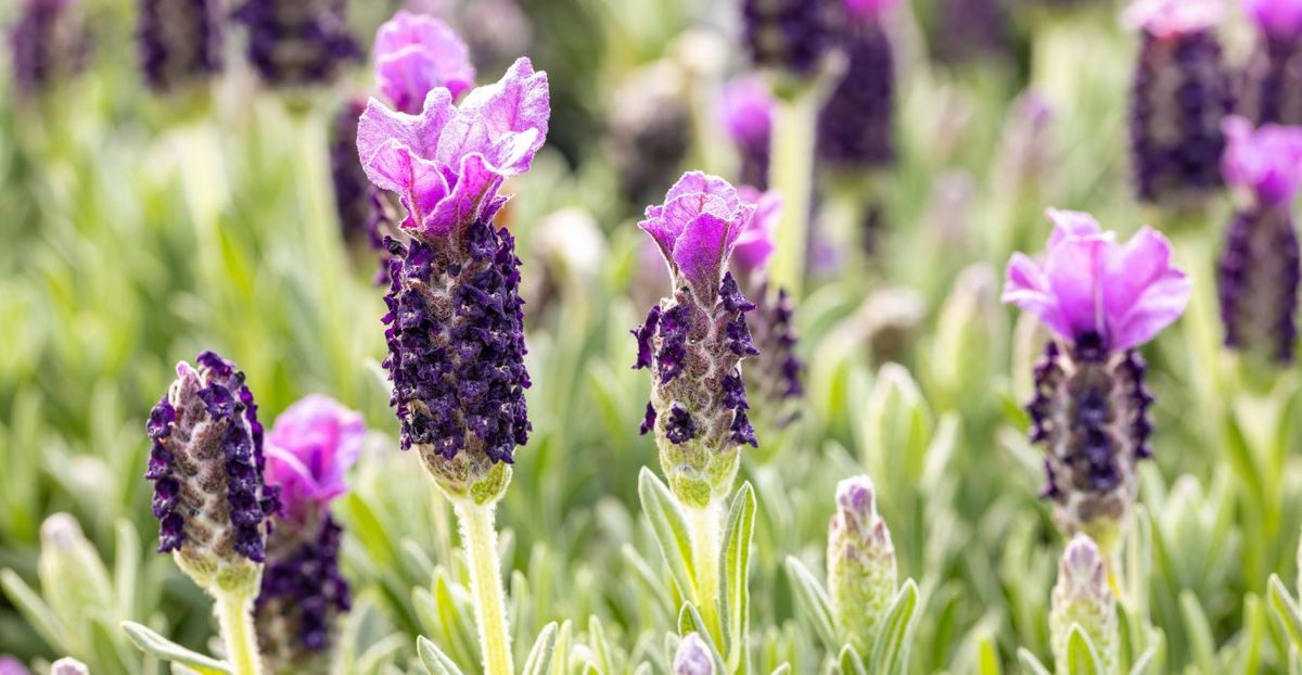 En abril puedes podar las plantas de lavanda de tu jardín. Imagen: archivo. En abril puedes podar las plantas de lavanda de tu jardín. Imagen: archivo.