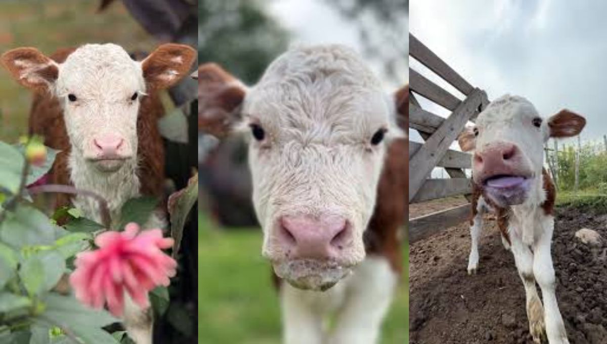 Una vaca cordobesa con muchas ganas de vivir. Una vaca cordobesa con muchas ganas de vivir. 