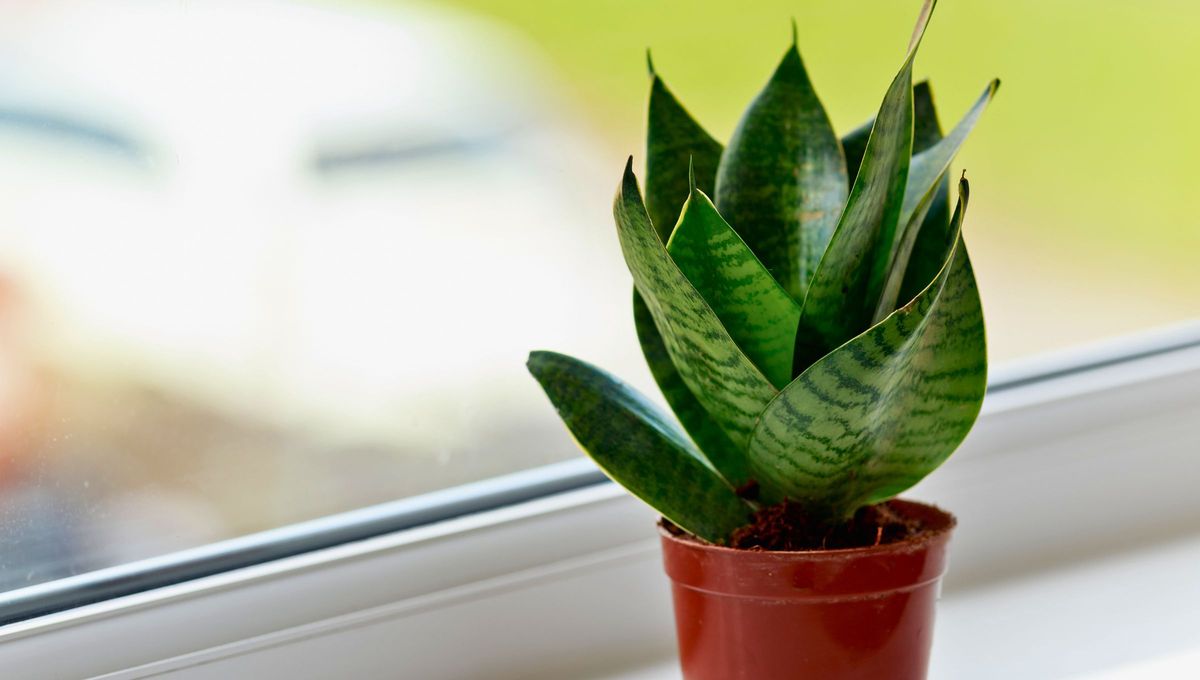 La planta sansevieria tiene el poder de proteger, atraer la buena suerte, el dinero y las energías positivas. Fuente Canva La planta sansevieria tiene el poder de proteger, atraer la buena suerte, el dinero y las energías positivas. Fuente Canva 