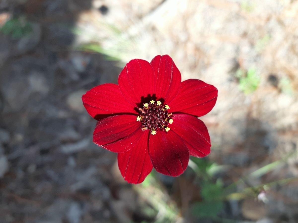 Cosmos de chocolate. Cosmos de chocolate. 
