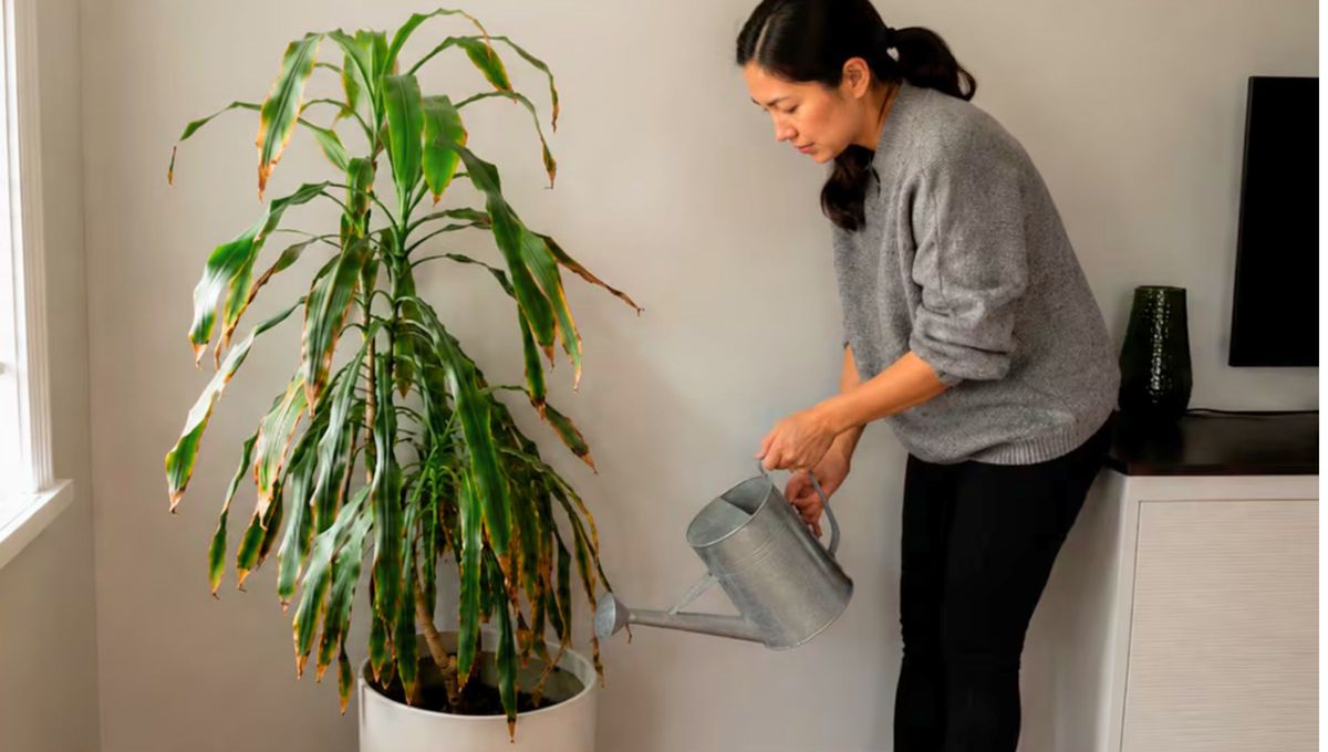 Es más fácil tener tres plantas juntas que una sola. Es más fácil tener tres plantas juntas que una sola.