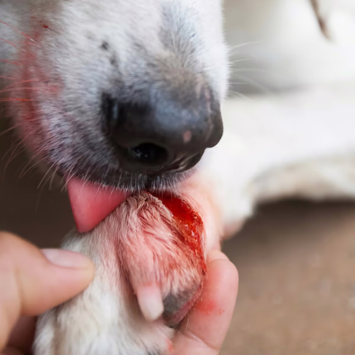 Debes prestar atención a tu perro, ya que puede lastimarse solo. Debes prestar atención a tu perro, ya que puede lastimarse solo. 