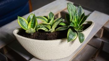 Mini lengua de suegra o pequeña sansevieria: la planta fácil de cuidar que crece en espacios de poca luz