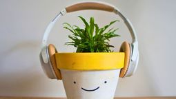 La música estimula y favorece el crecimiento sano de las plantas. Si bien no pueden oírla o experimentar sentimientos, las ondas sonoras impactan directamente en sus hojas y tallos.
