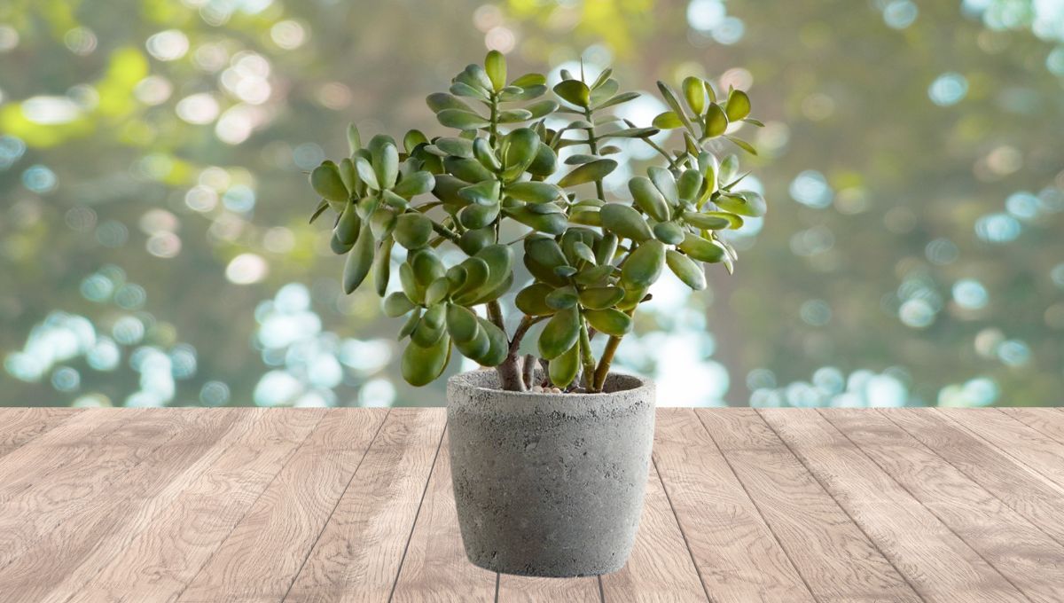 3 métodos sencillos para reproducir con éxito el árbol de Jade