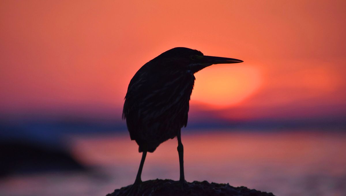 Su cántico anuncia la llegada de la noche: cuál es el pájaro que canta al atardecer