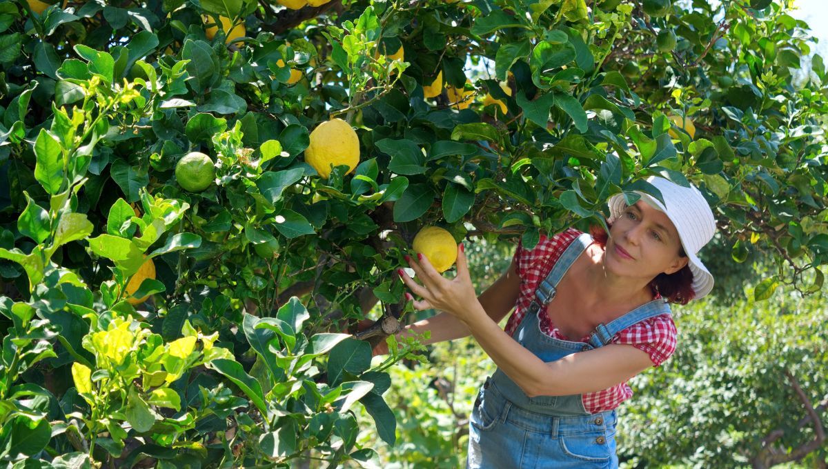 El fertilizante casero que hará crecer más limones en tu árbol y se hace con un ingrediente.