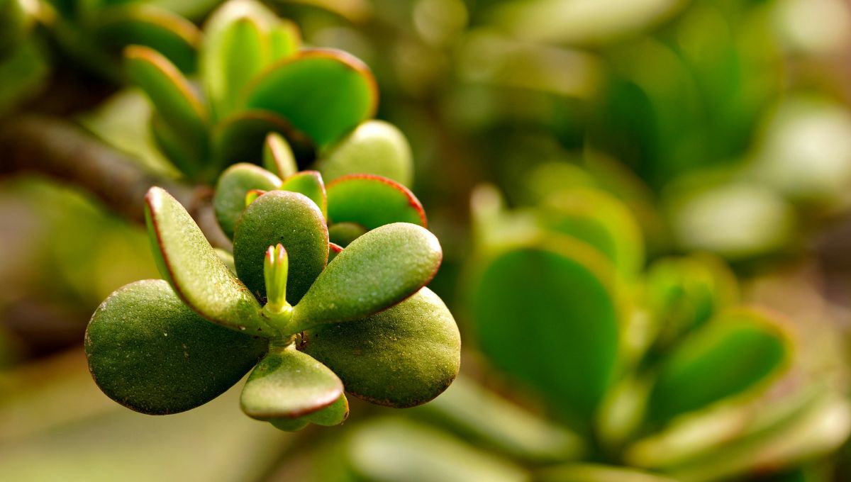 Árbol de Jade: ¿qué ocurre si le colocás un poco de arroz?
