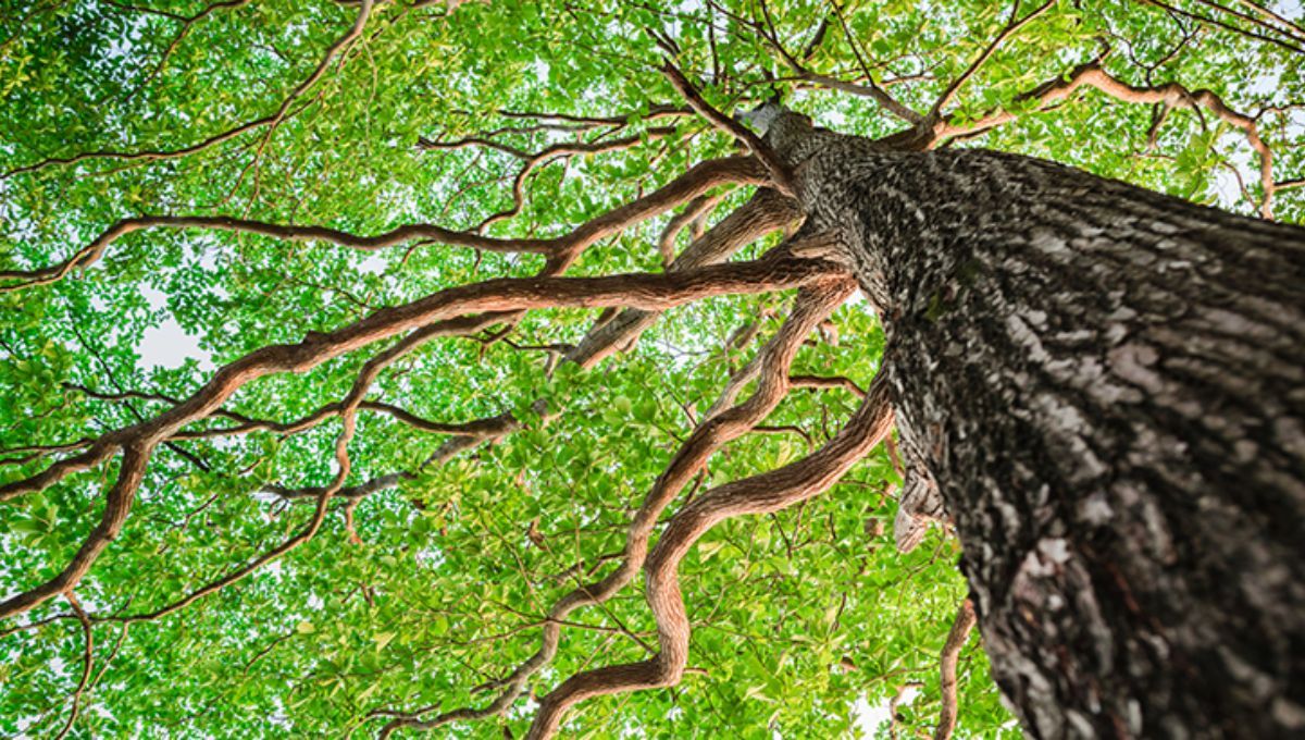 El primer árbol en la historia del planeta Tierra: ¿Cómo fue su nacimiento hace 385 millones de años?