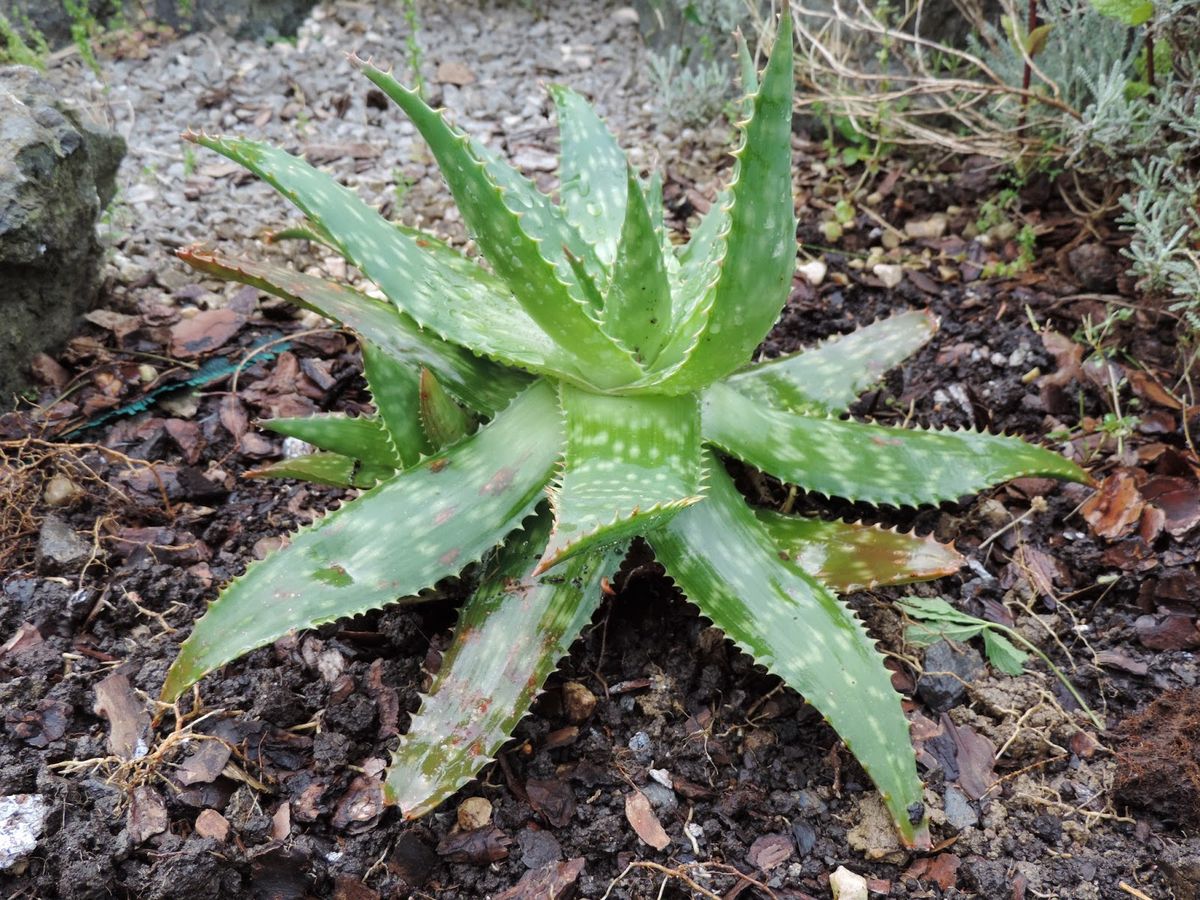 Qué significa que la planta de aloe vera tenga las hojas largas y delgadas, según expertos Qué significa que la planta de aloe vera tenga las hojas largas y delgadas, según expertos