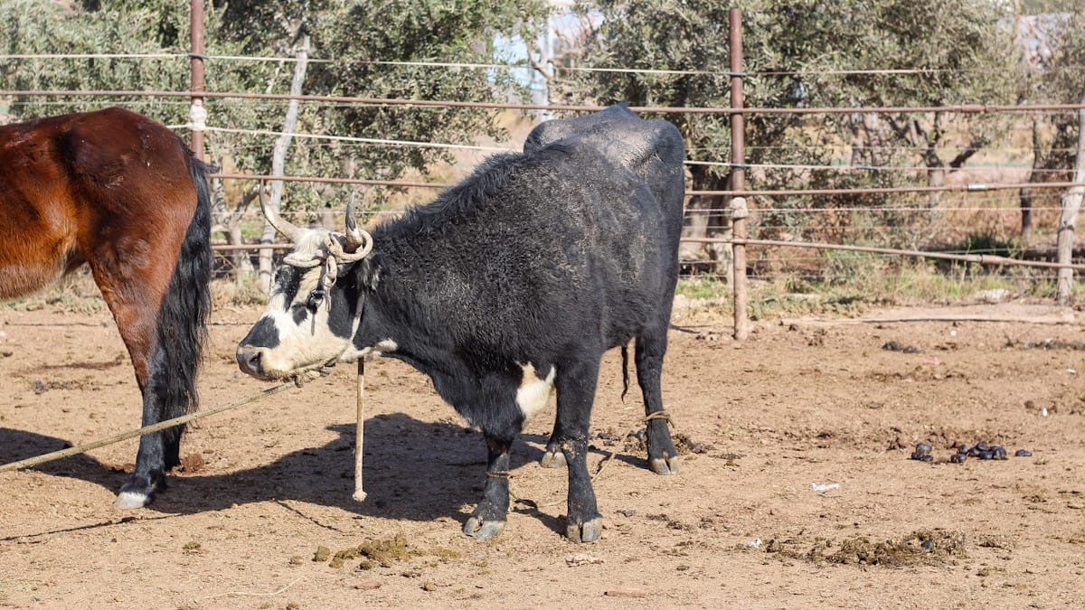 En caso que el dueño de la vaca cachuda no la reclame, después de un tiempo será rematada. En caso que el dueño de la vaca cachuda no la reclame, después de un tiempo será rematada.