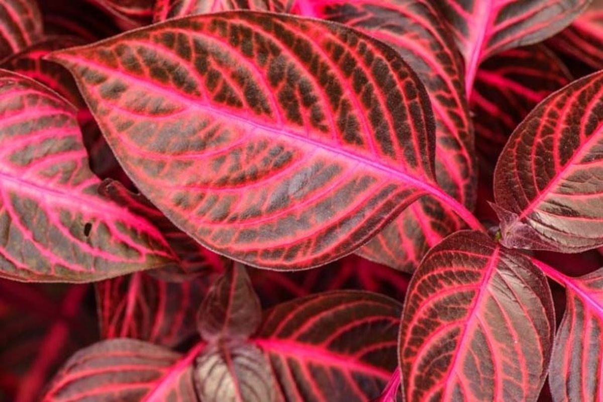 Es recomendable podar los tallos de Iresine para mantener la forma de la planta. Es recomendable podar los tallos de Iresine para mantener la forma de la planta.