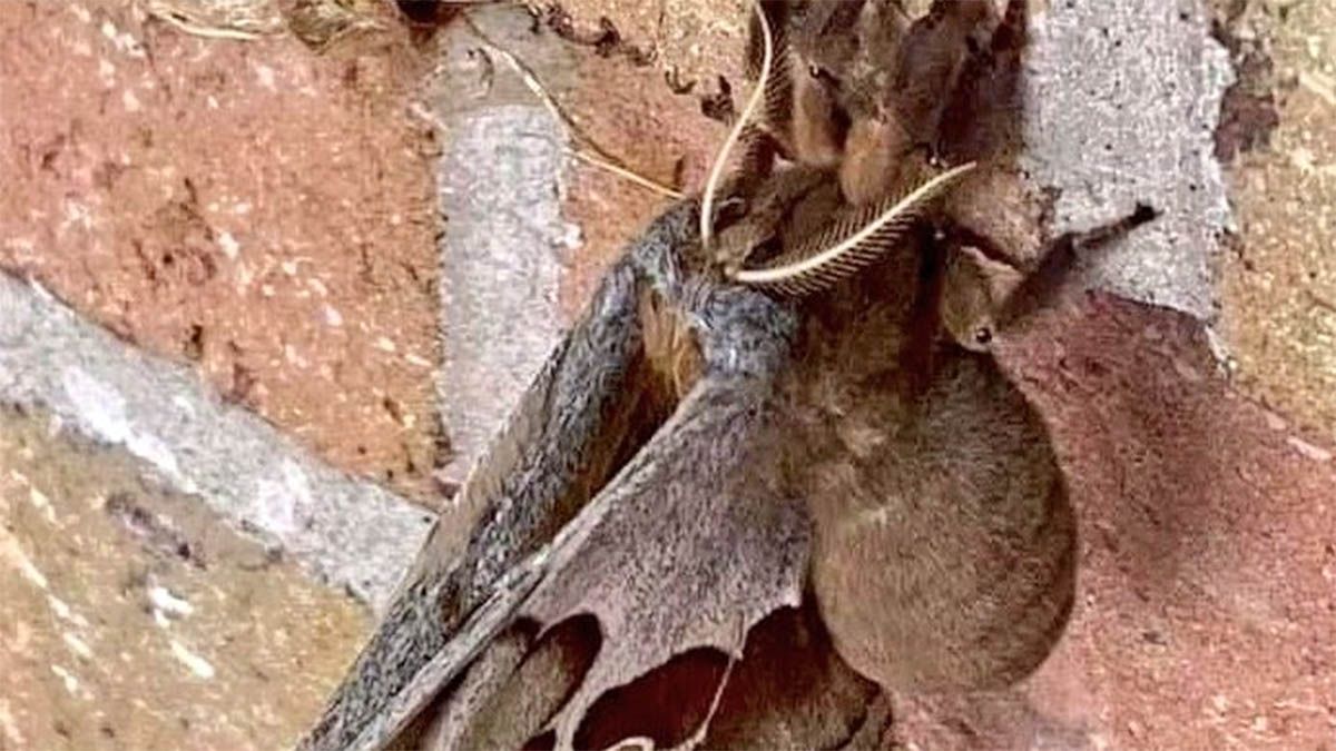 Las tarántulas con alas causaron gran terror en muchas personas