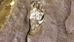 Las huellas halladas en el desierto. Las huellas halladas en el desierto.