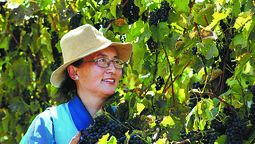 Lu Sheng recoge uvas en un viñedo en las afueras de Lhasa, Región Autónoma del Tíbet, en octubre. DAQIONG / CHINA DAILY
