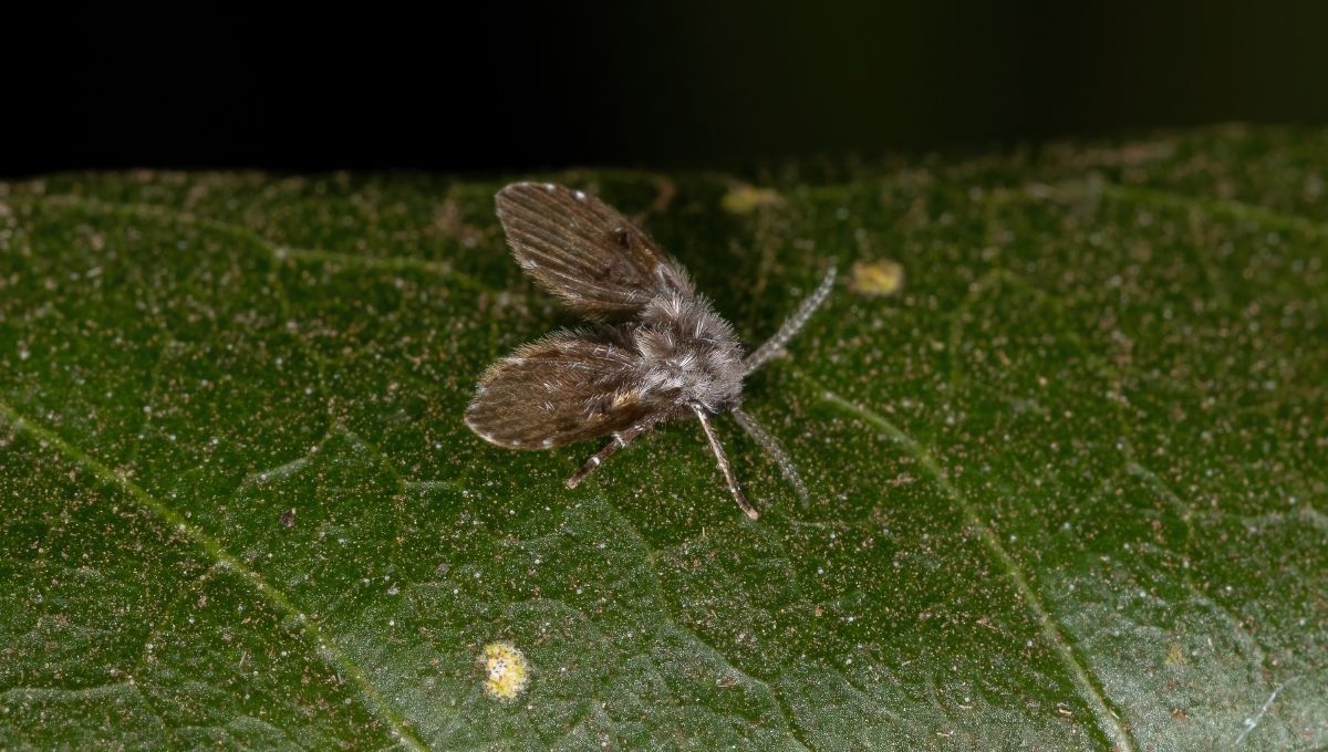 Polillas baño. Polillas baño.