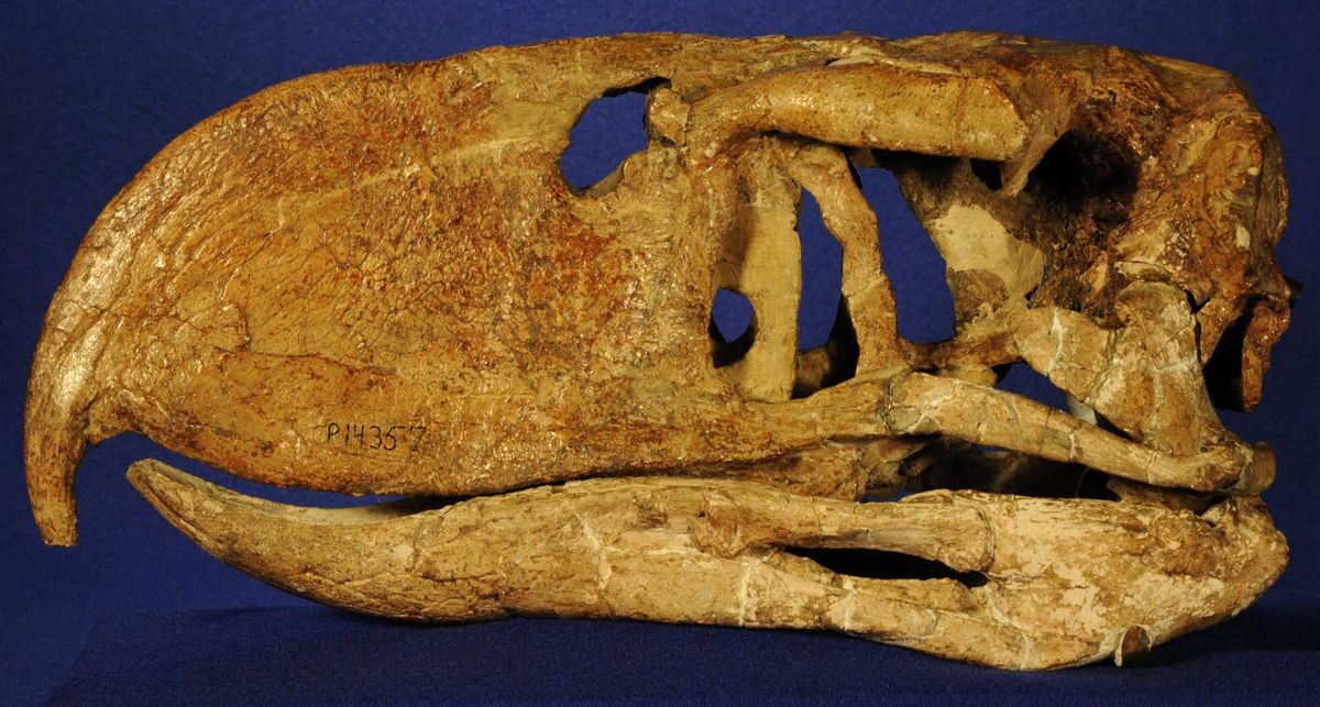 Asombroso descubrimiento en Río Negro: nuevos restos fósiles del "Ave del terror" Asombroso descubrimiento en Río Negro: nuevos restos fósiles del "Ave del terror"