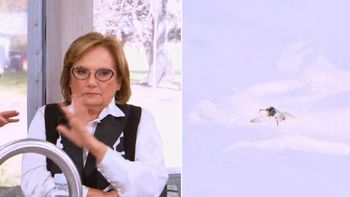 Una mosca se metió en una preparación de Bake off