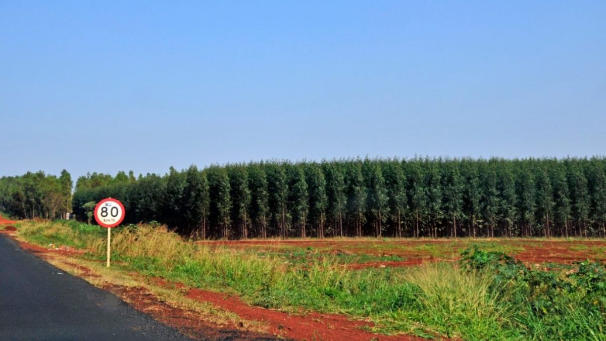 Plantación de árboles de eucalipto en Mato Grosso do Sul, Brasil. (Foto: Alamy)