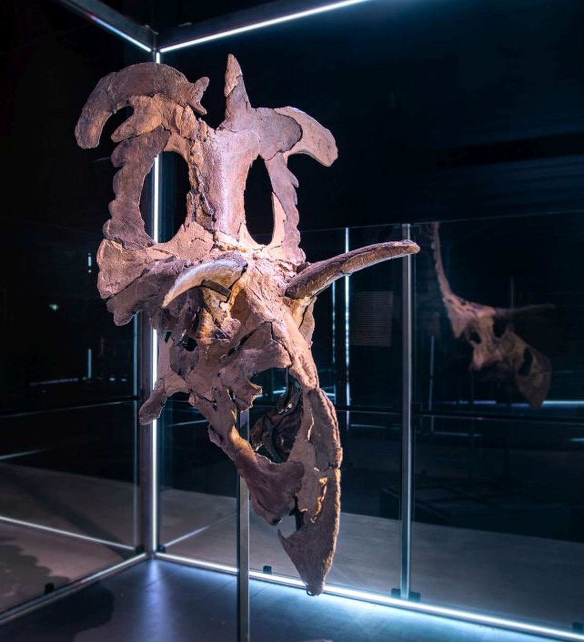 El descubrimiento de restos fósiles permitió identificar al Lokiceratops. El descubrimiento de restos fósiles permitió identificar al Lokiceratops.