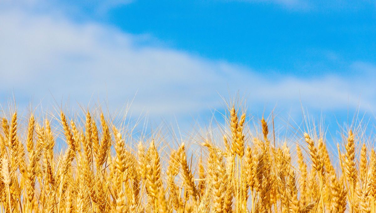 Gracias a la medicina tradicional podemos encontrar y valorar múltiples beneficios en cualquier planta del mundo. Gracias a la medicina tradicional podemos encontrar y valorar múltiples beneficios en cualquier planta del mundo.