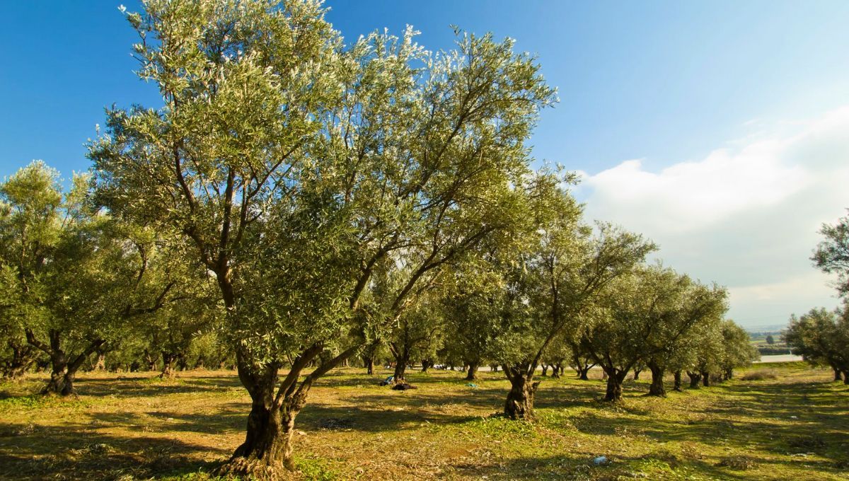 El árbol más antiguo de la historia, resiste a la sequía y da un codiciado fruto