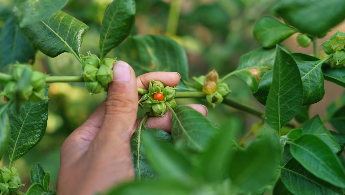 La hierba medicinal que todo lo cura: ayuda a dormir