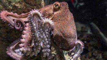Un pulpo cambió la vida al dueño de un mercado de pescado y marisco