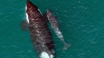 Bellas imágenes de una orca captadas por un drone