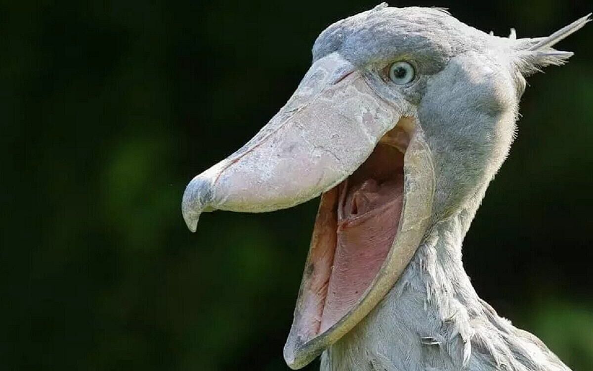 Pájaro voraz. El temible pájaro africano que se come a sus hermanos y cocodrilos. Pájaro voraz. El temible pájaro africano que se come a sus hermanos y cocodrilos. 