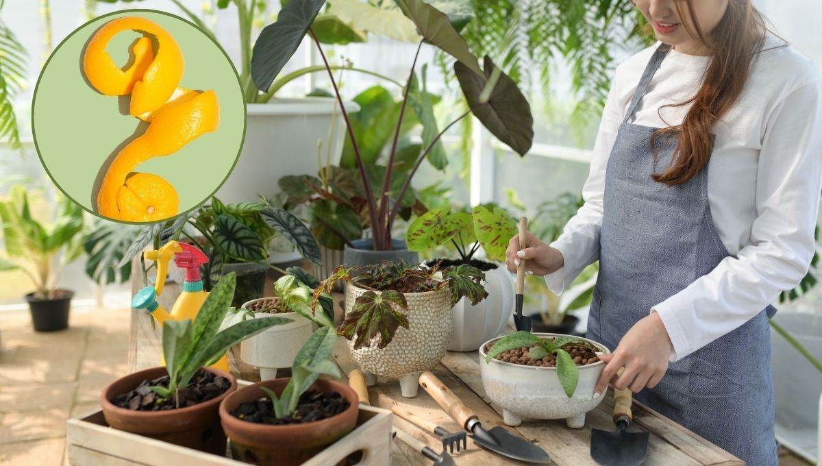 El abono casero que es oro para las plantas y se hace con cáscara de naranja