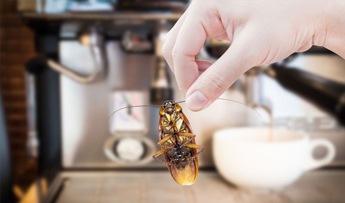 Muchas personas tienen fobia a las cucarachas, y la Megaloblatta longipennis es la más grande del mundo. Muchas personas tienen fobia a las cucarachas, y la Megaloblatta longipennis es la más grande del mundo.