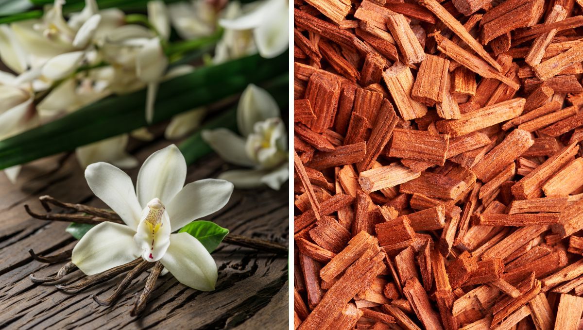 Vainilla y sándalo, fragancias de otoño. Vainilla y sándalo, fragancias de otoño.