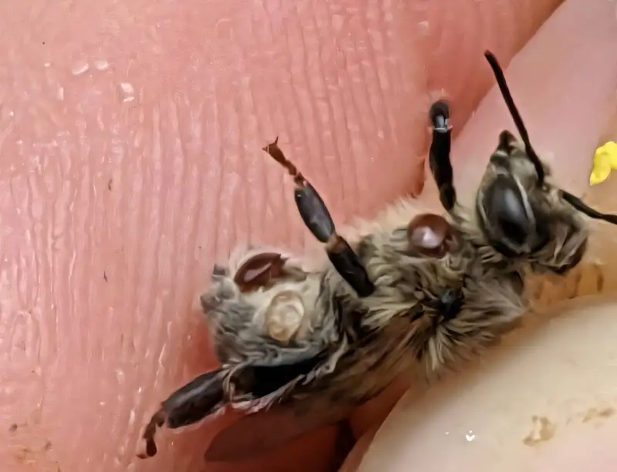 Una de las abejas infectadas.