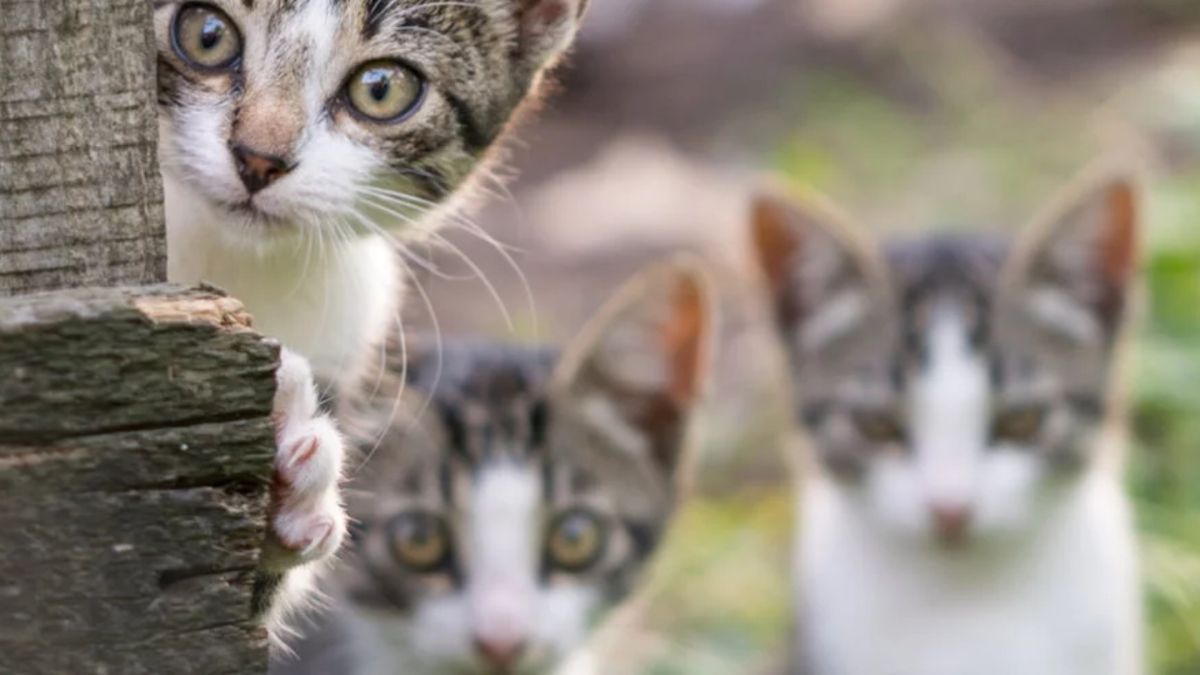 Con estos sencillos trucos caseros los gatos se alejarán de tu jardín.