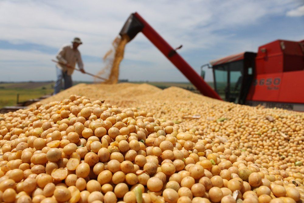 Productores de soja, amargados por decisiones de Trump