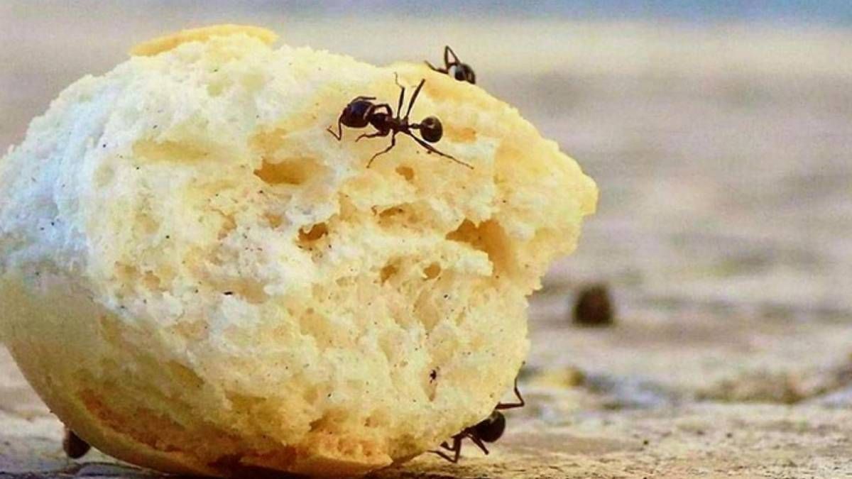 Qué quiere decir que aparezcan hormigas en tu casa
