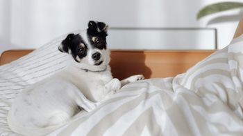 Cómo quitar el olor a perro de la casa: trucos y recomendaciones Cómo quitar el olor a perro de la casa: trucos y recomendaciones