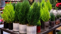 Conocé cuál es el árbol de interior que le aportará elegancia a tu hogar.