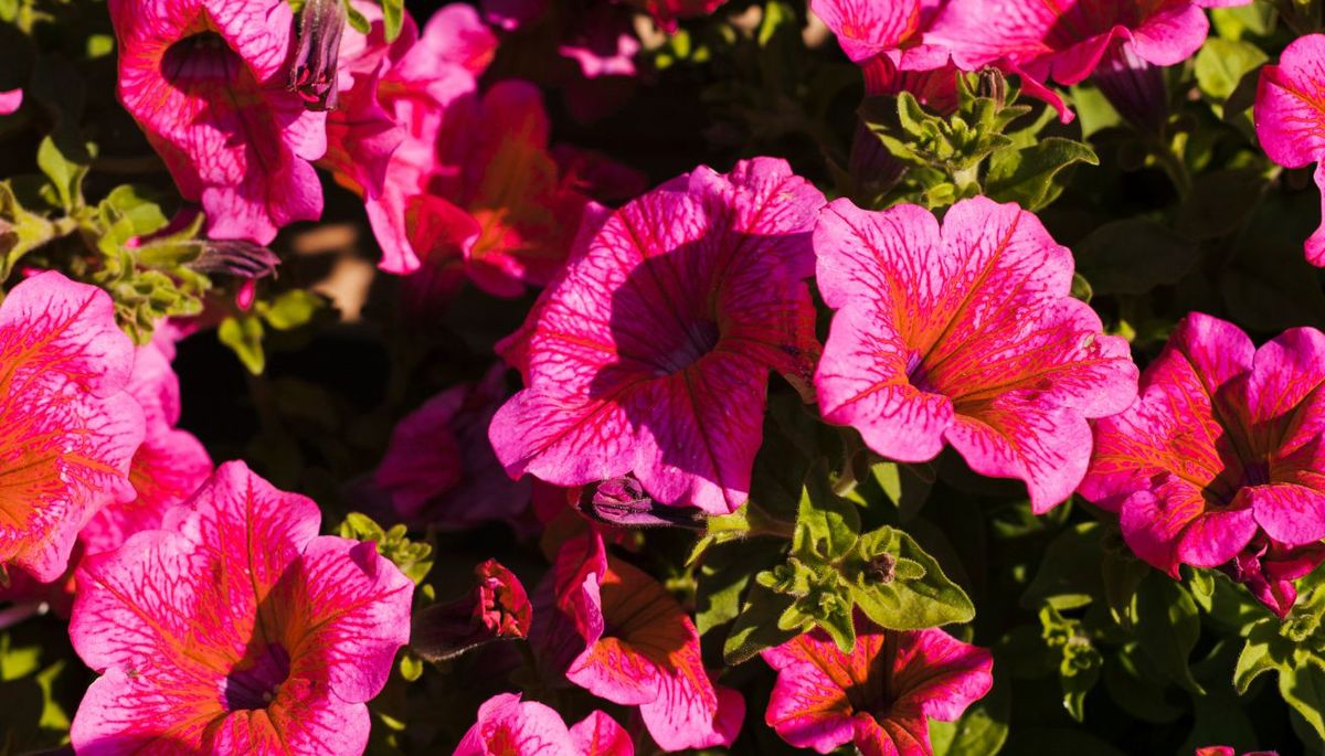 Por qué deberías colocar corchos en la tierra de las petunias de tu jardín