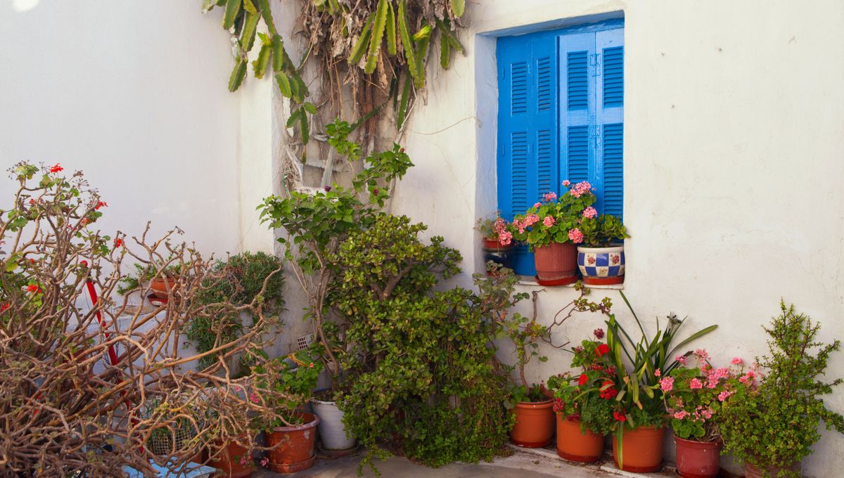 Mantener las plantas del jardín sanas y fuertes favorece su crecimiento y proprociona vida a cada ambiente del hogar.
