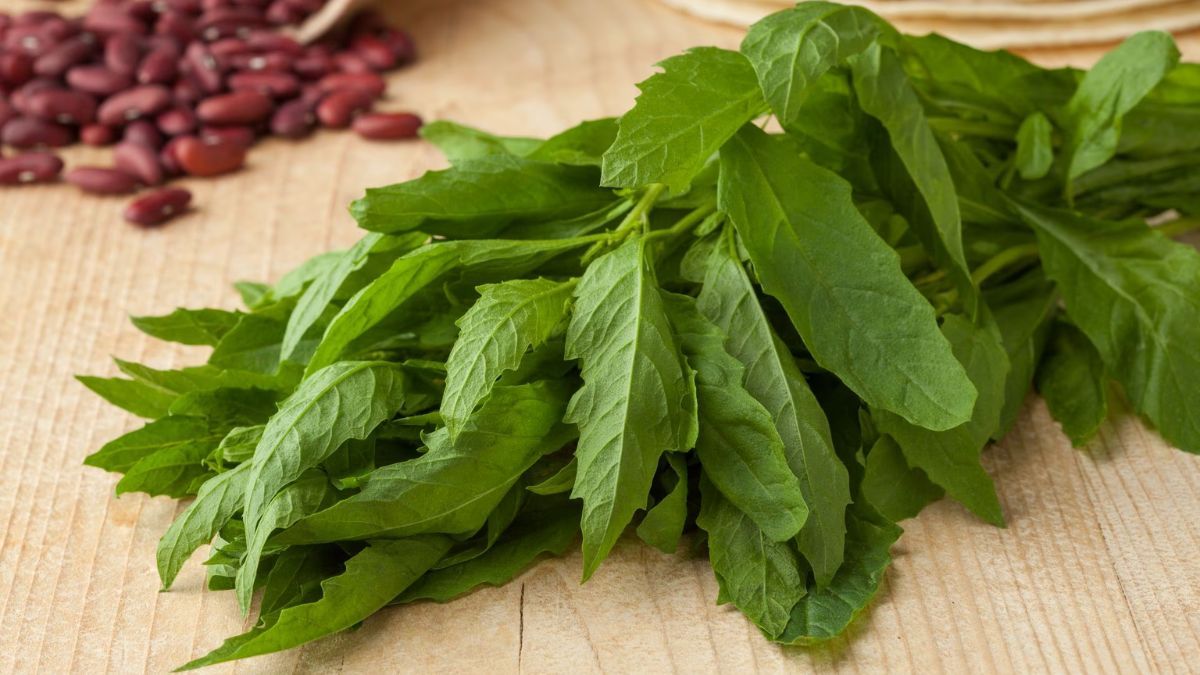 Epazote, la planta que usaban los mayas y los aztecas para controlar el estrés. Epazote, la planta que usaban los mayas y los aztecas para controlar el estrés.