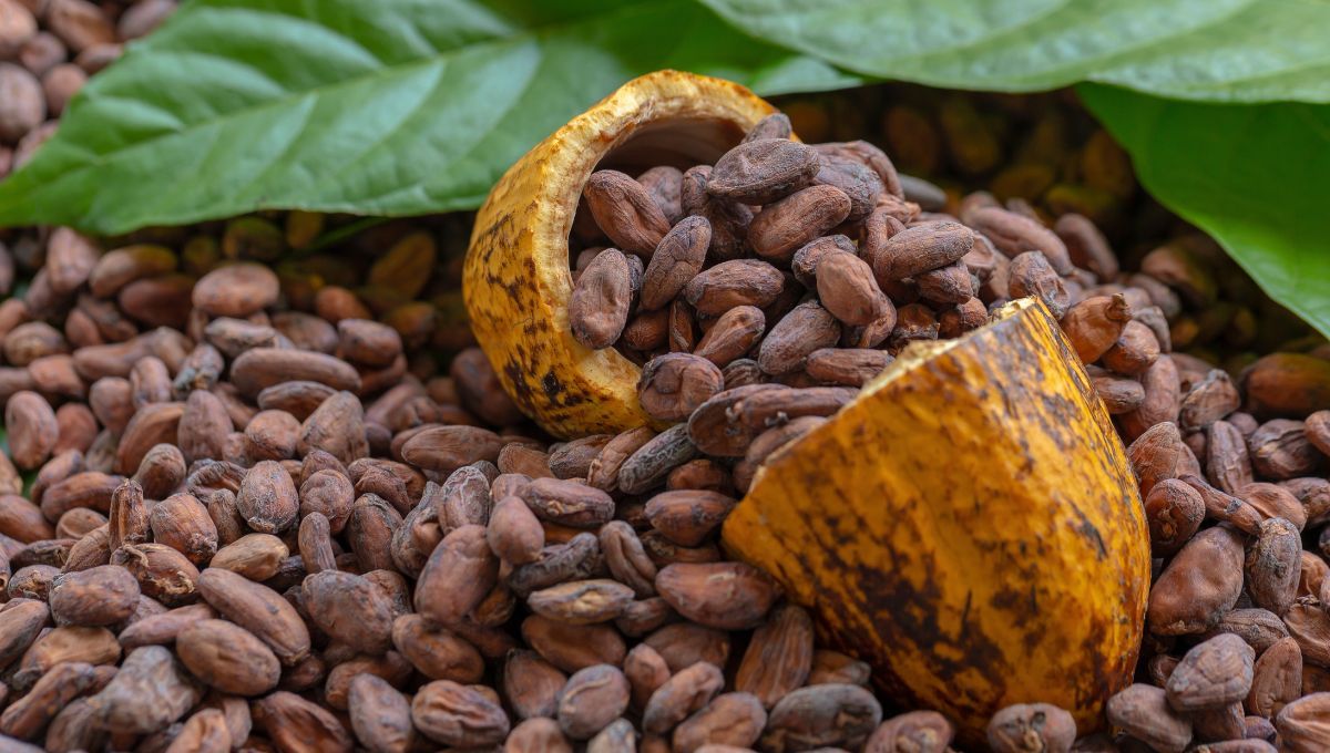 El país de América Latina donde nació el chocolate: ¿Qué nación es el mayor exportador de cacao?