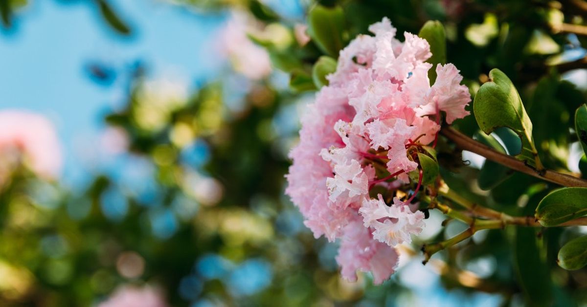 Este árbol se puede cultivar en jardines pequeños. Imagen: Freepik. Este árbol se puede cultivar en jardines pequeños. Imagen: Freepik.